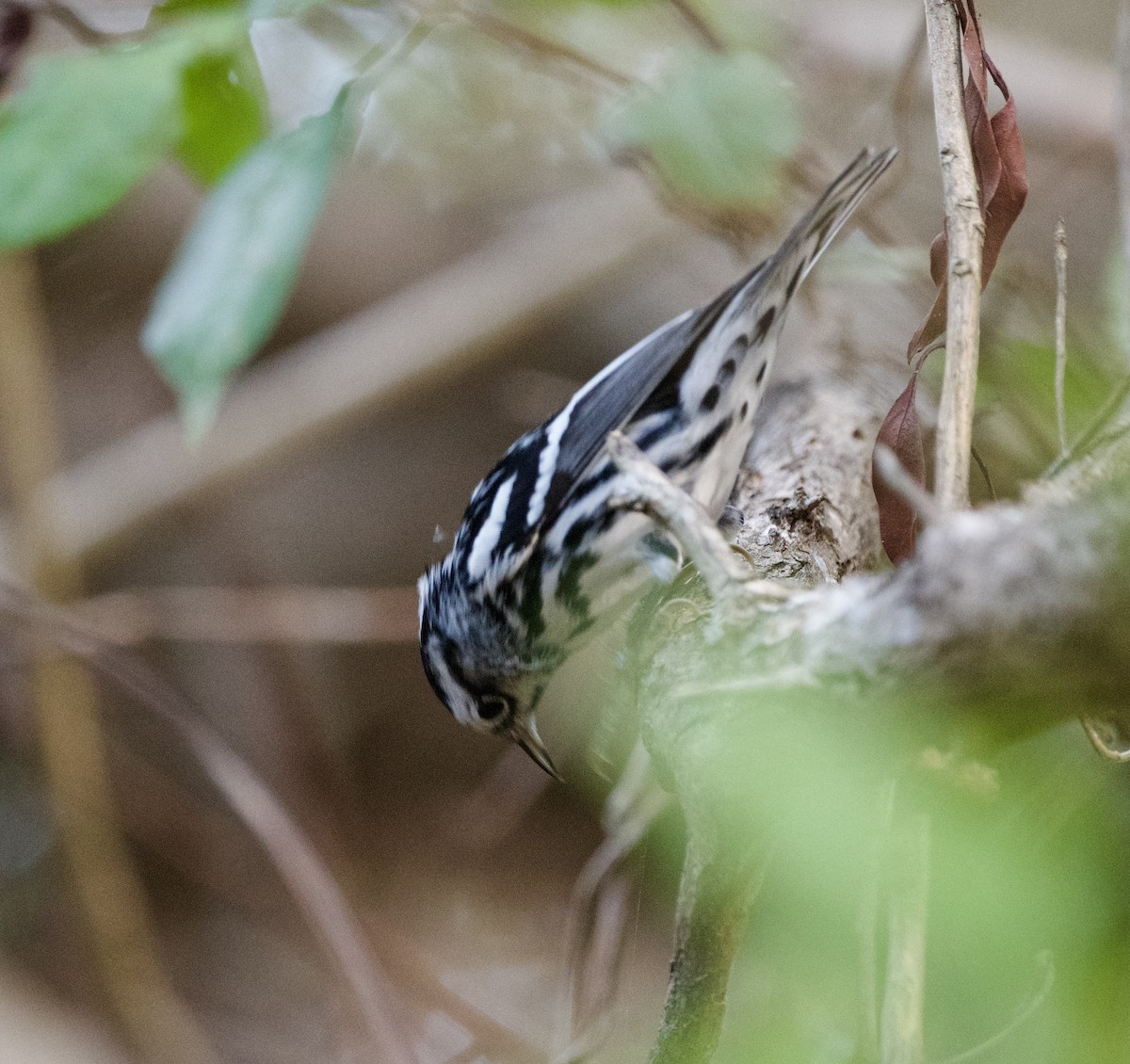 Black-and-white Warbler - ML615923139