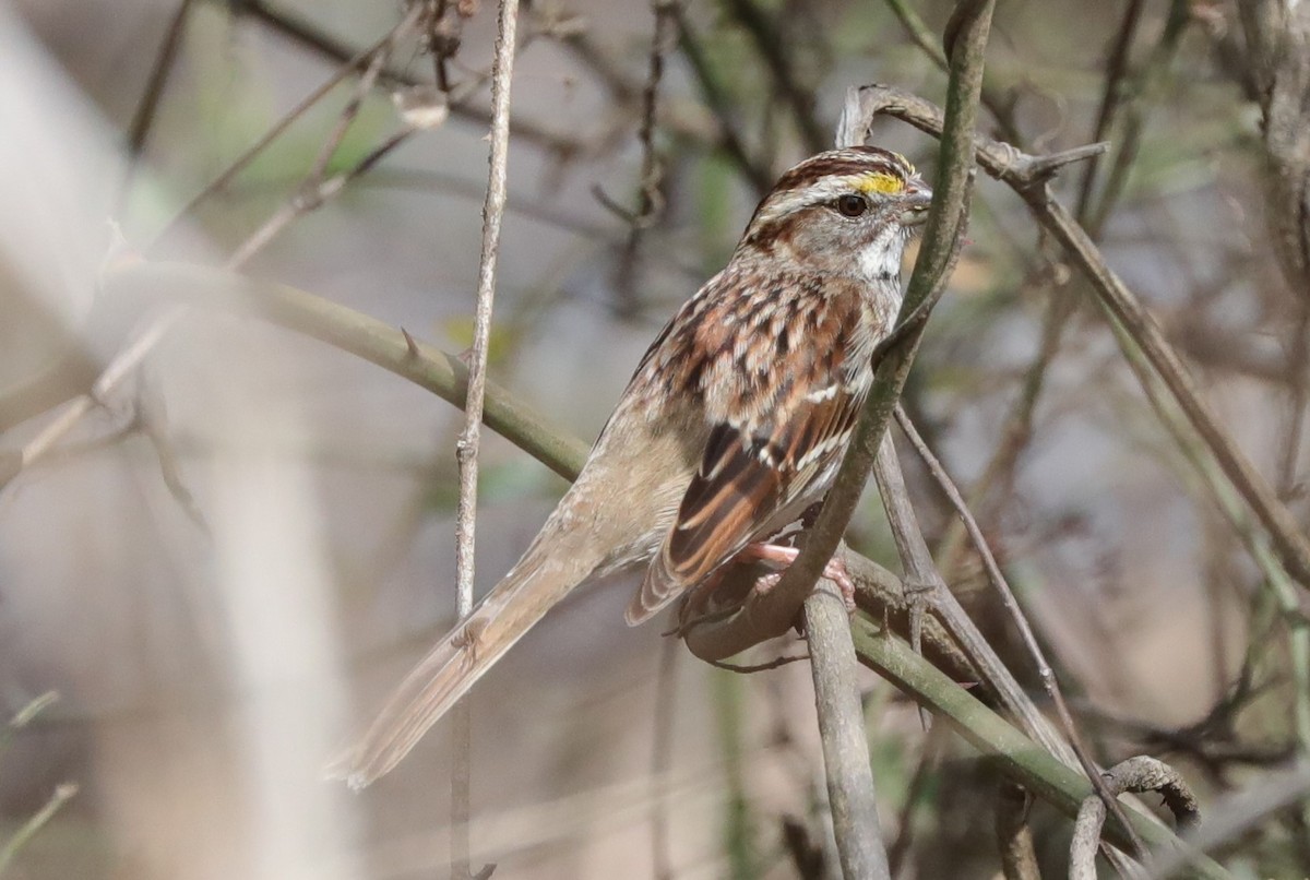 White-throated Sparrow - Laurel Barnhill