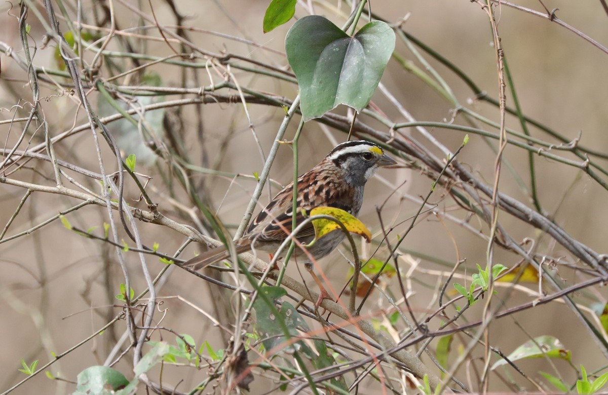 White-throated Sparrow - ML615923181