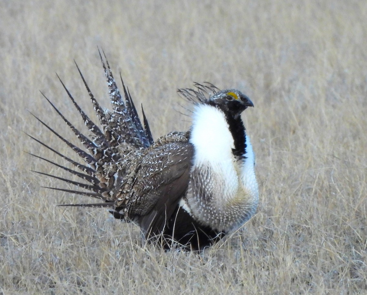 Greater Sage-Grouse - ML615923248