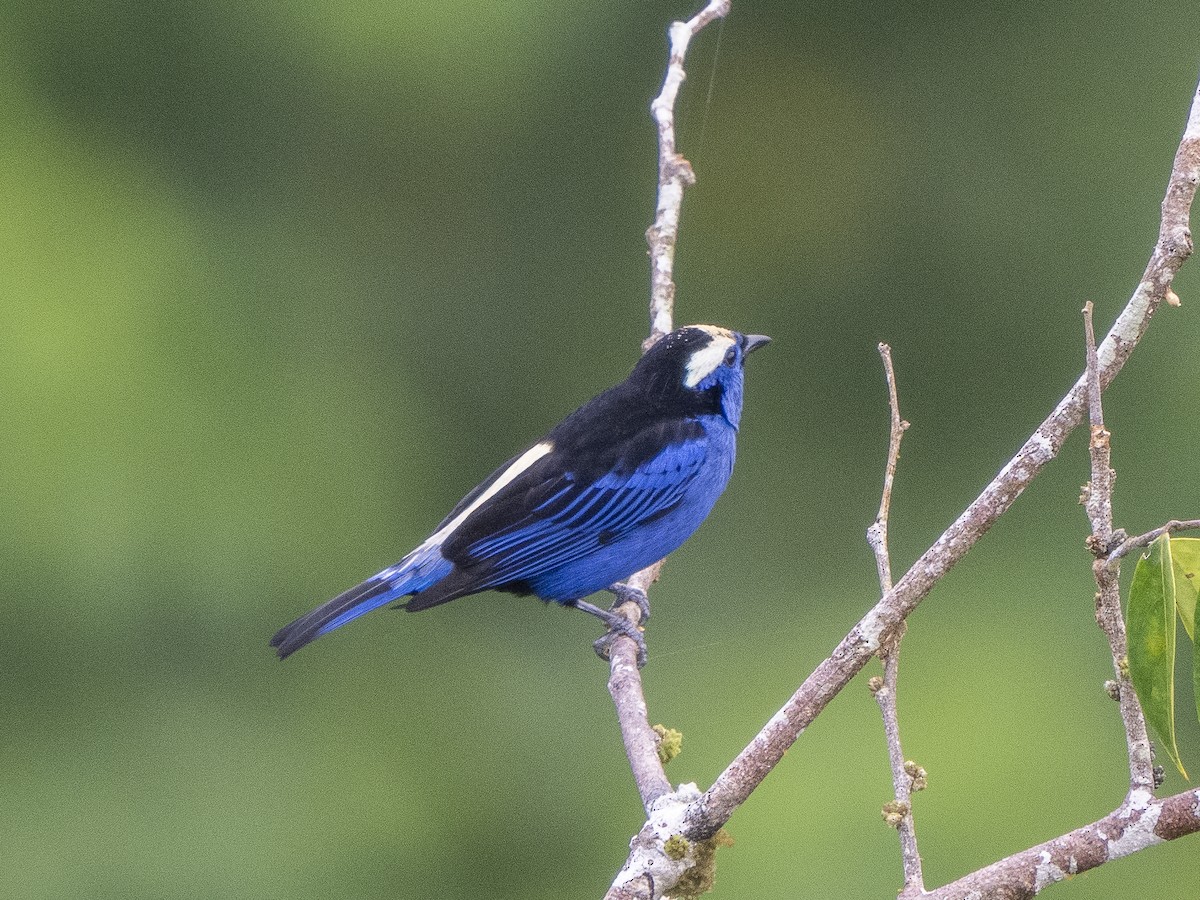 Opal-crowned Tanager - ML615923258