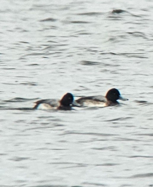 Greater Scaup - ML615923542