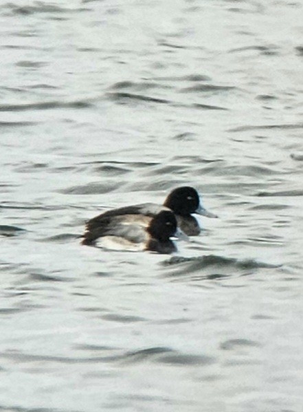 Greater Scaup - ML615923543