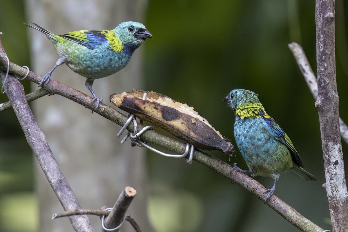 Green-headed Tanager - ML615923561