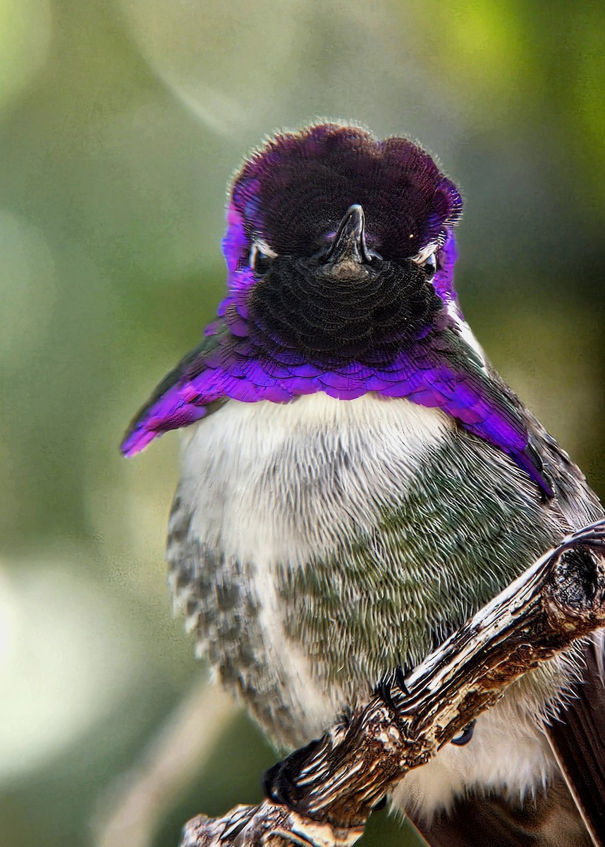 Costa's Hummingbird - ML615923567