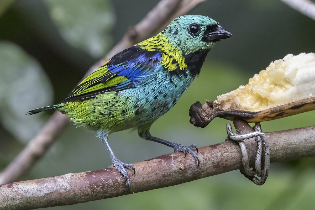Green-headed Tanager - ML615923577