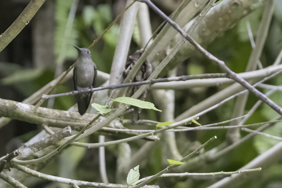 Sombre Hummingbird - Robert Lockett
