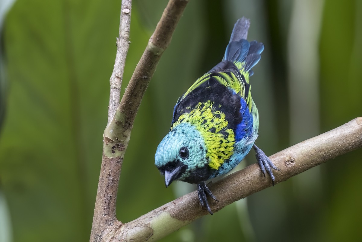 Green-headed Tanager - ML615923712