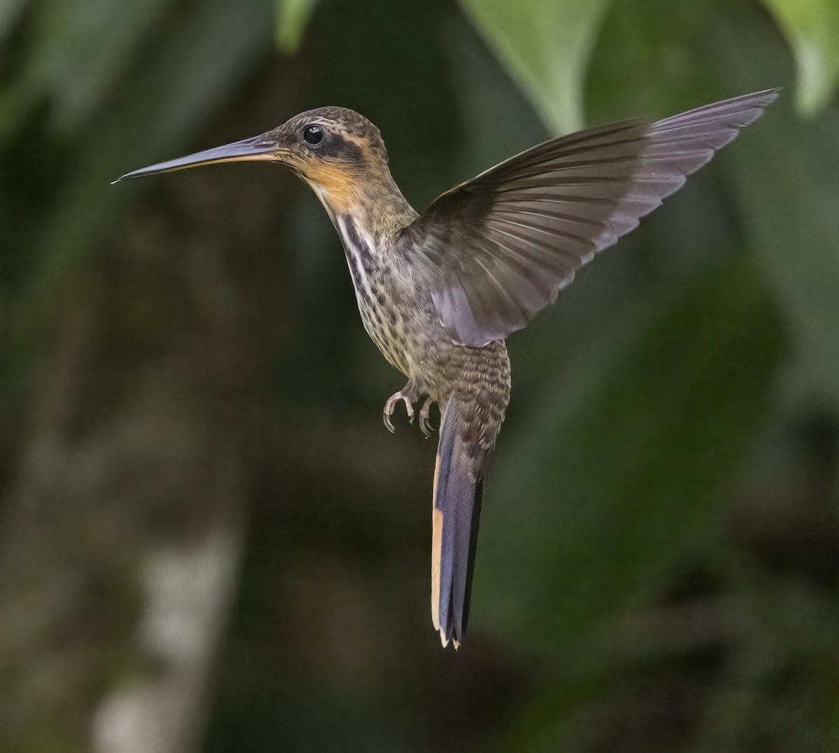 kolibřík pilozobý - ML615923733