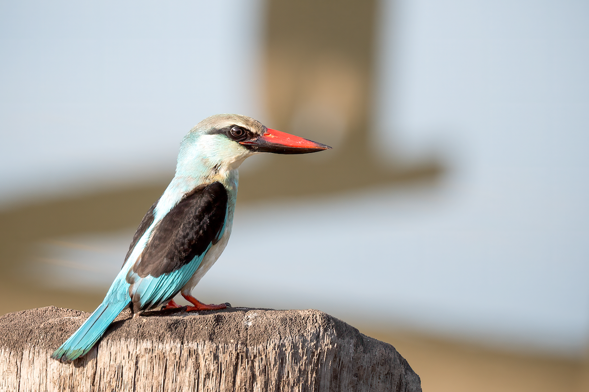 Blue-breasted Kingfisher - ML615923761