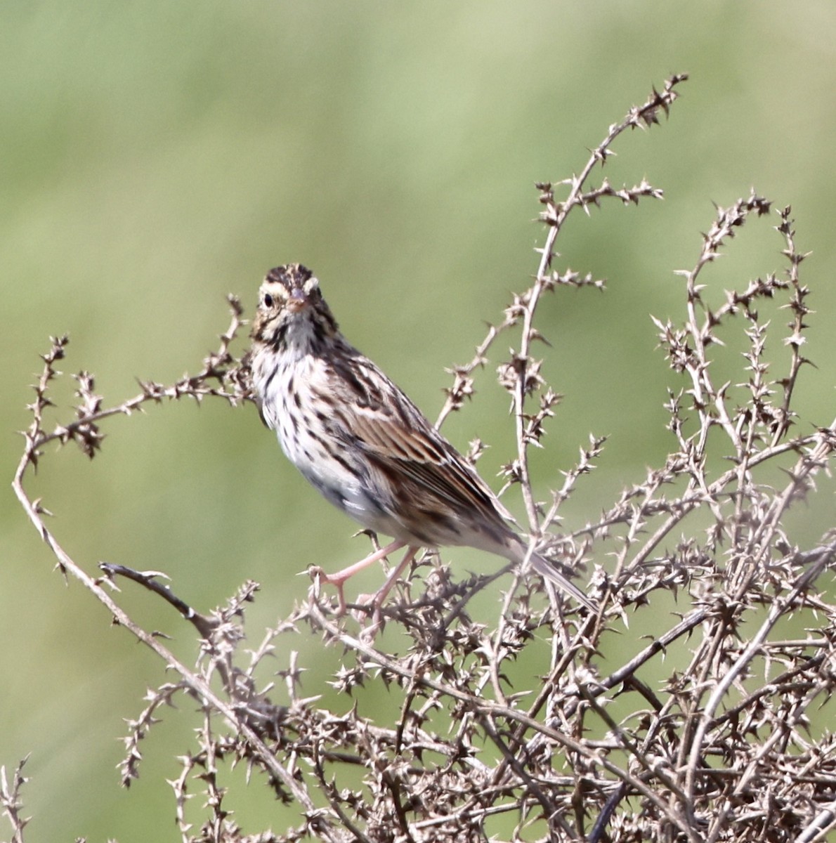 Savannah Sparrow - ML615923778