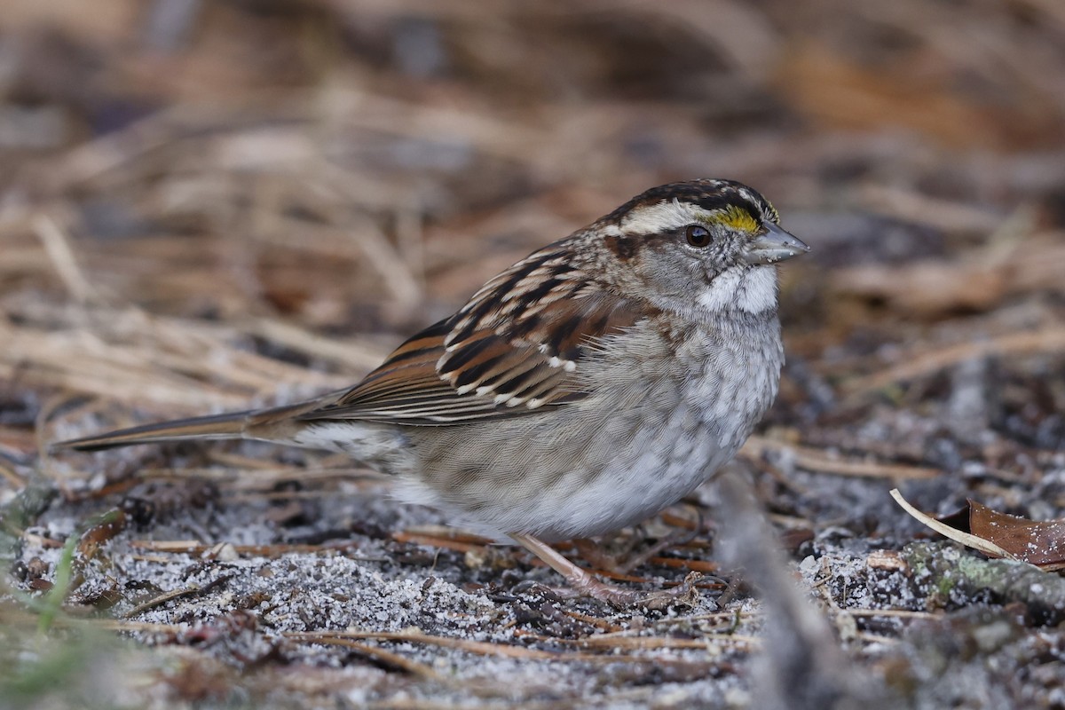 White-throated Sparrow - ML615923792