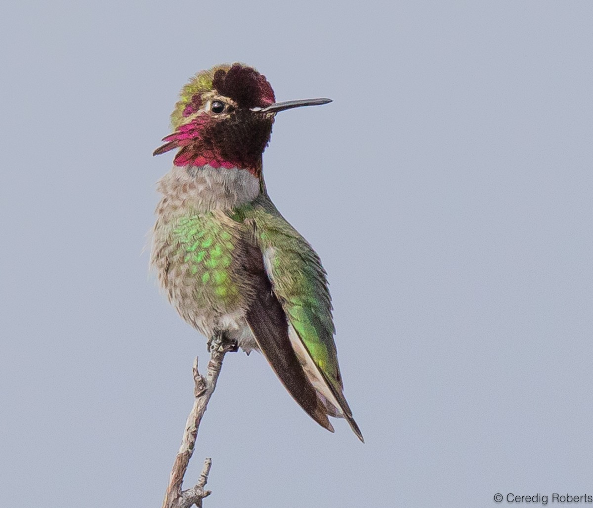 Anna's Hummingbird - ML615923814