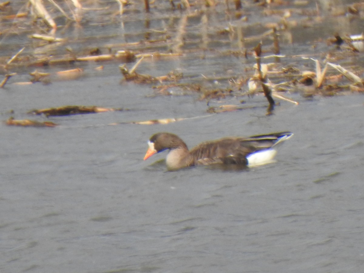 Greater White-fronted Goose - ML615923862