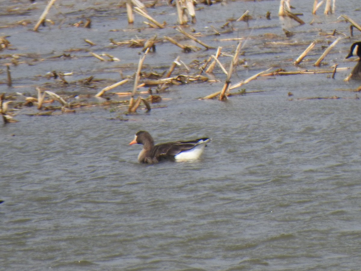 Greater White-fronted Goose - ML615923865