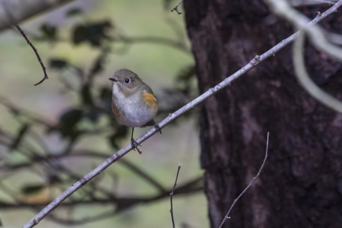 Red-flanked Bluetail - ML615924016