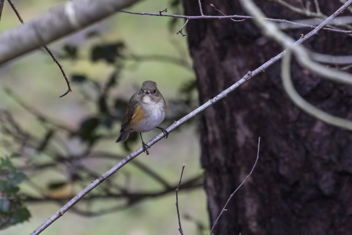 Red-flanked Bluetail - ML615924017