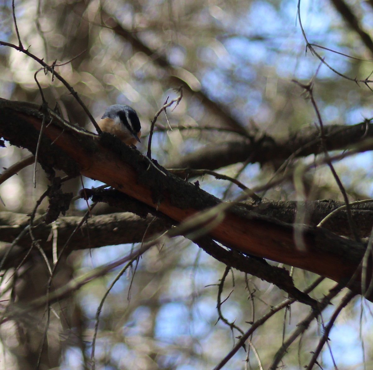 Red-breasted Nuthatch - ML615924057
