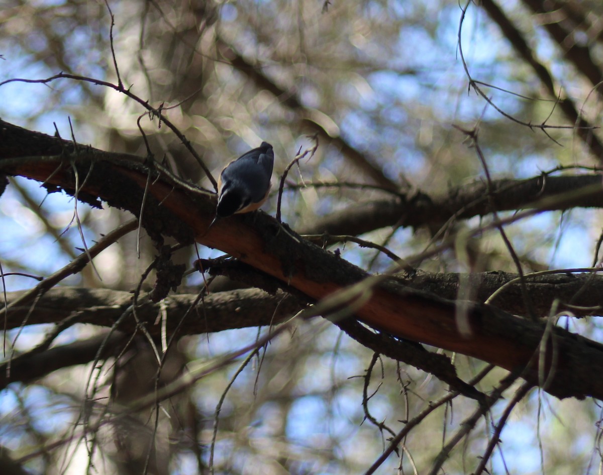 Red-breasted Nuthatch - ML615924058