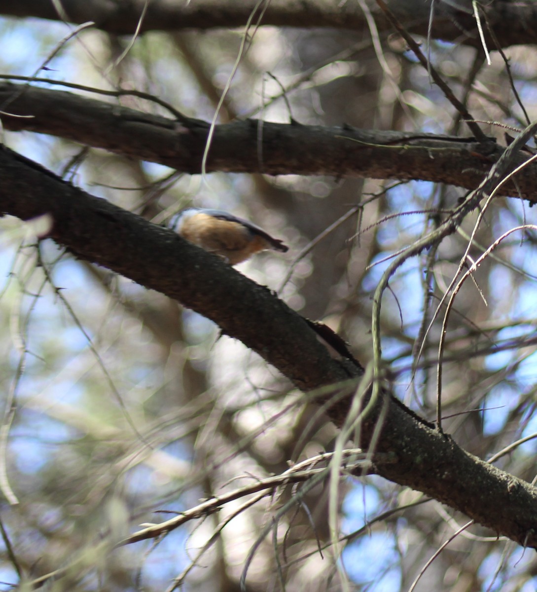 Red-breasted Nuthatch - ML615924059