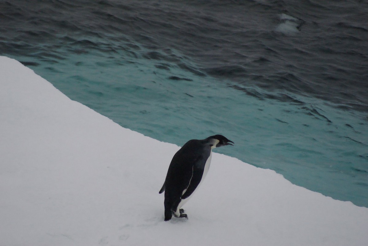 Emperor Penguin - ML615924275