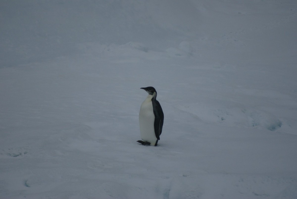 Emperor Penguin - ML615924282