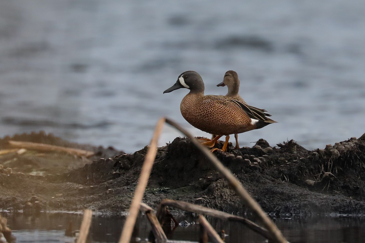 Blue-winged Teal - ML615924376