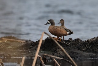 Blue-winged Teal, ML615924376
