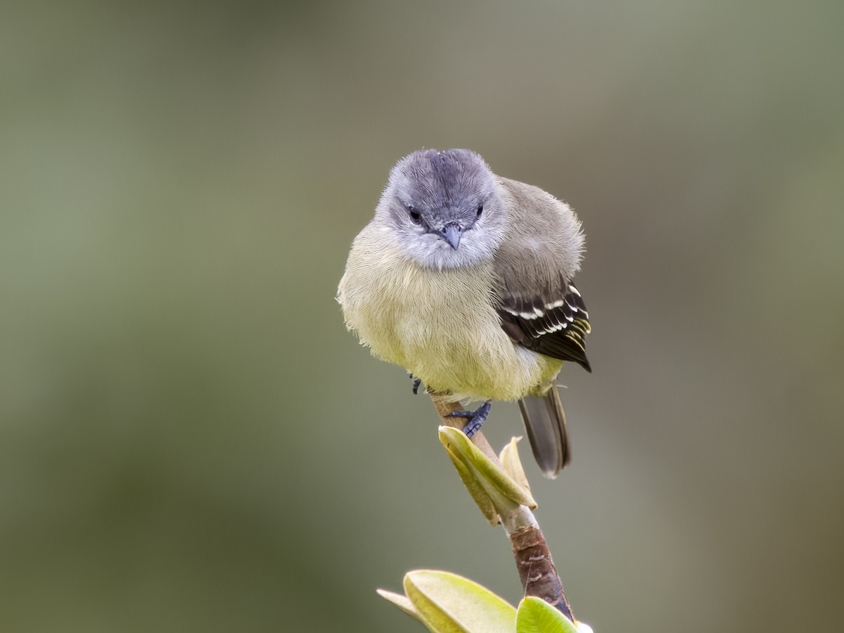 Yellow-crowned Tyrannulet - ML615924477