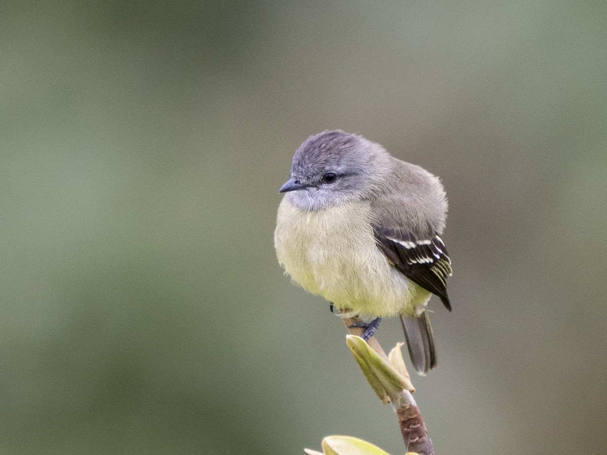 Yellow-crowned Tyrannulet - ML615924478