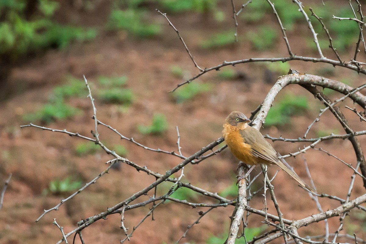 Rufous Chatterer - Anonymous