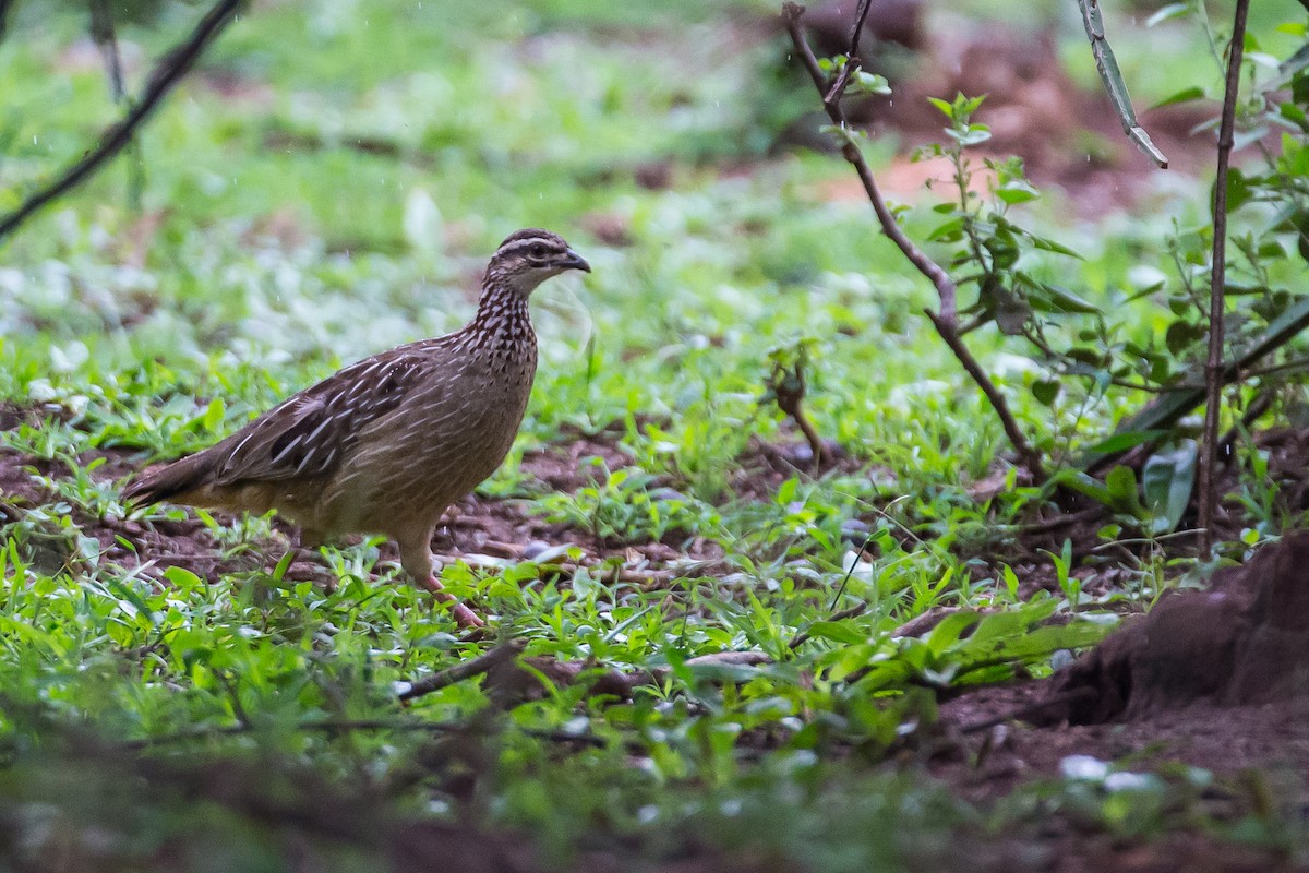 Crested Francolin (Crested) - Anonymous