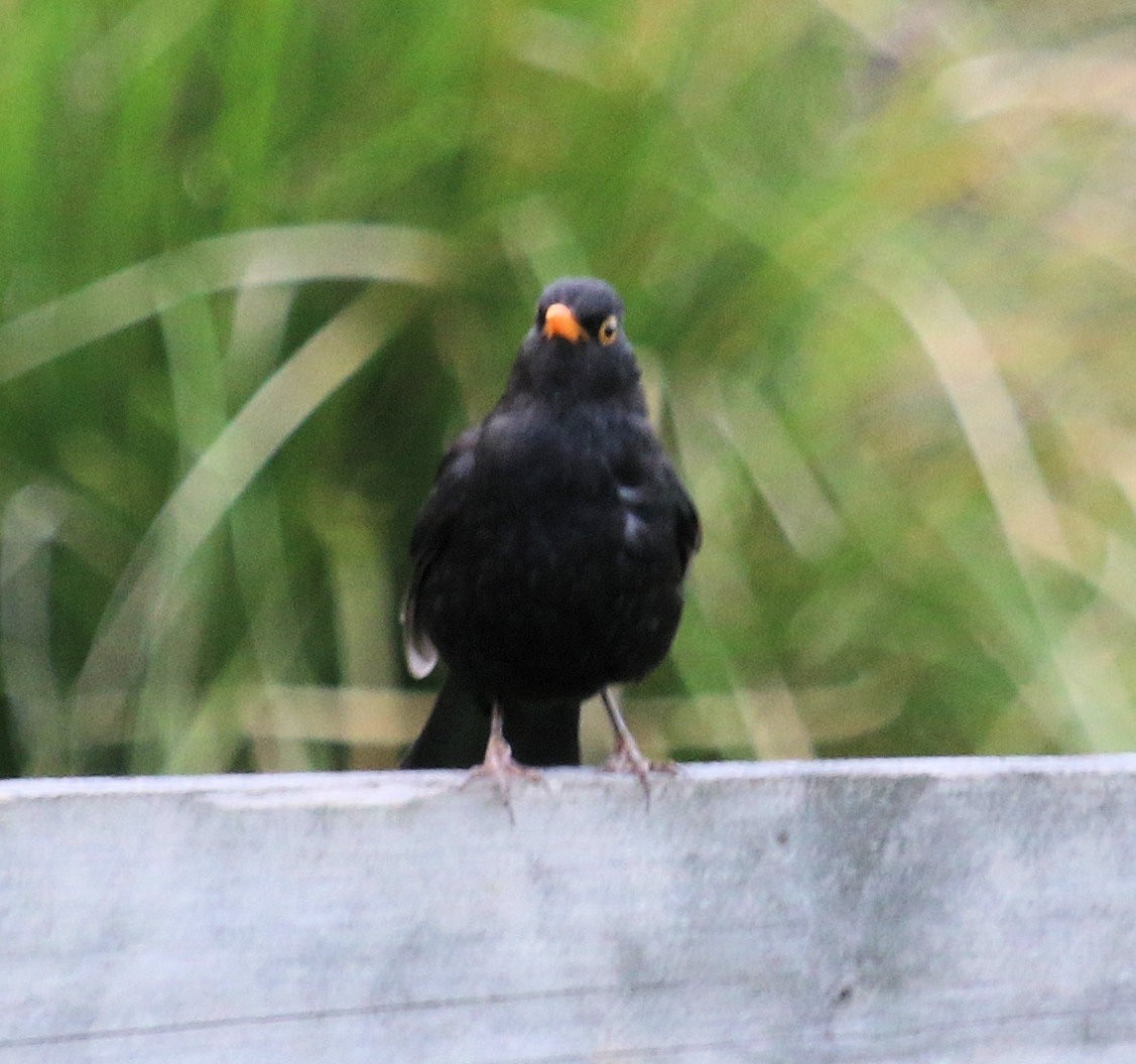 Eurasian Blackbird - ML615924868