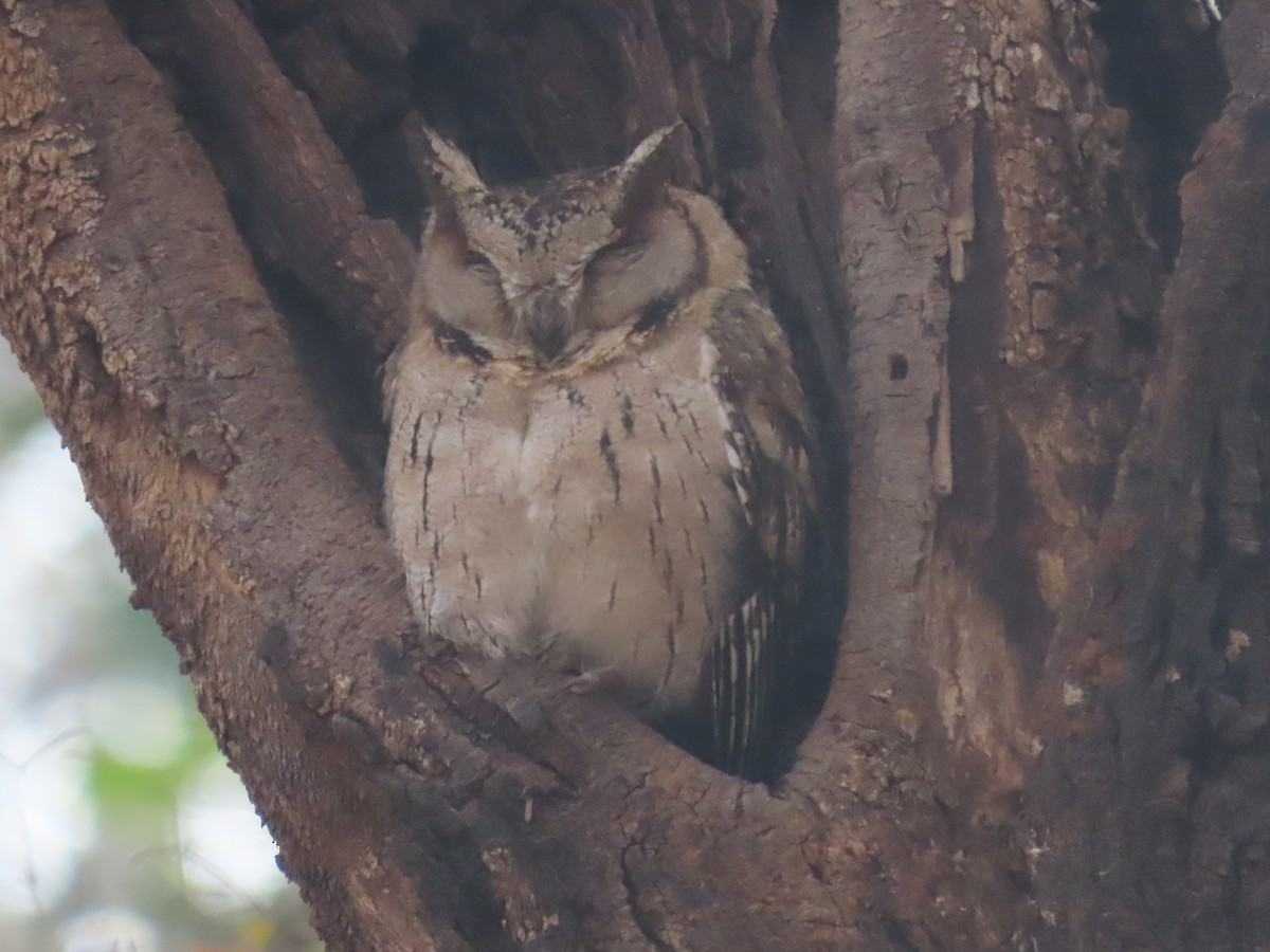 Indian Scops-Owl - ML615924893