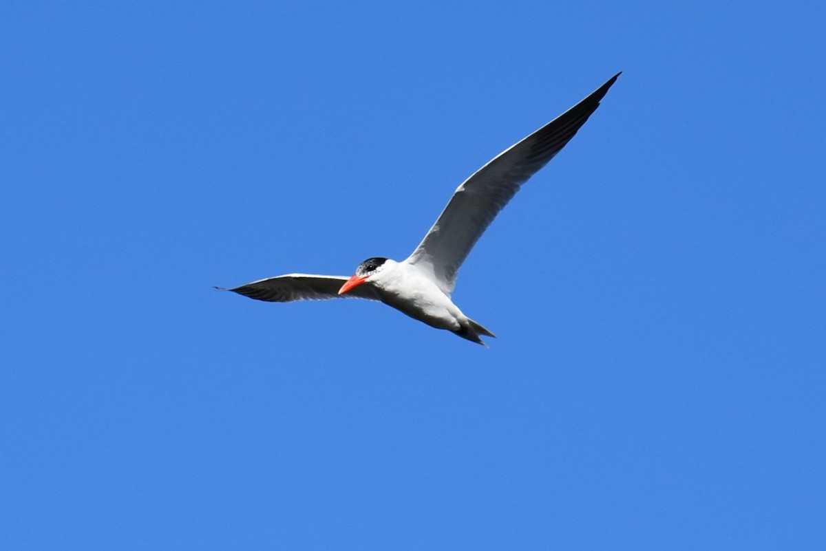 Royal Tern - ML615925014