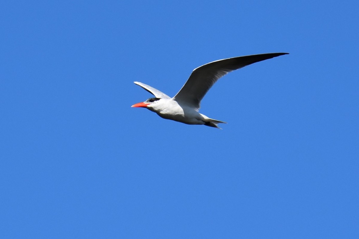 Royal Tern - ML615925015