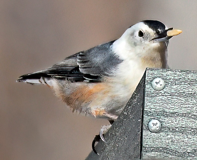 White-breasted Nuthatch - ML615925176
