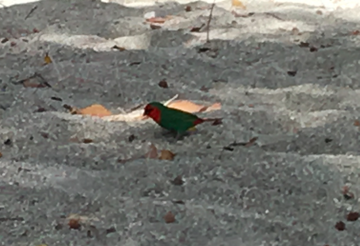 Red-throated Parrotfinch - ML615925202
