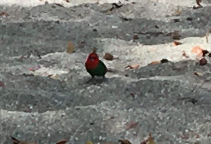 Red-throated Parrotfinch - ML615925203