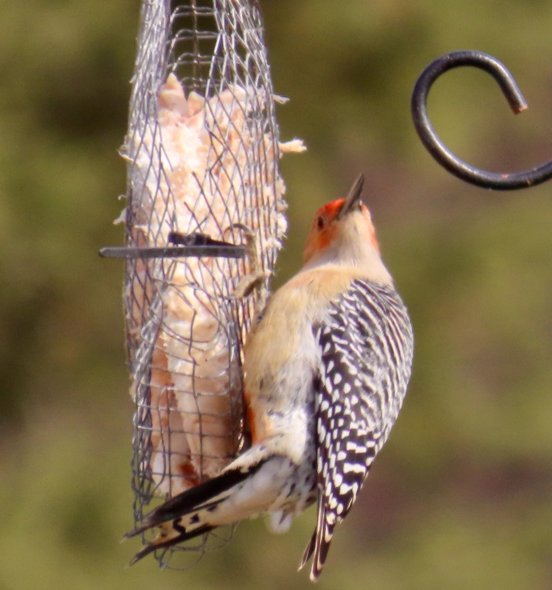 Red-bellied Woodpecker - ML615925212
