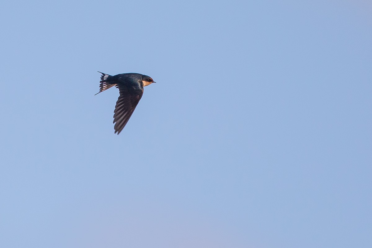 Ethiopian Swallow - ML615925214