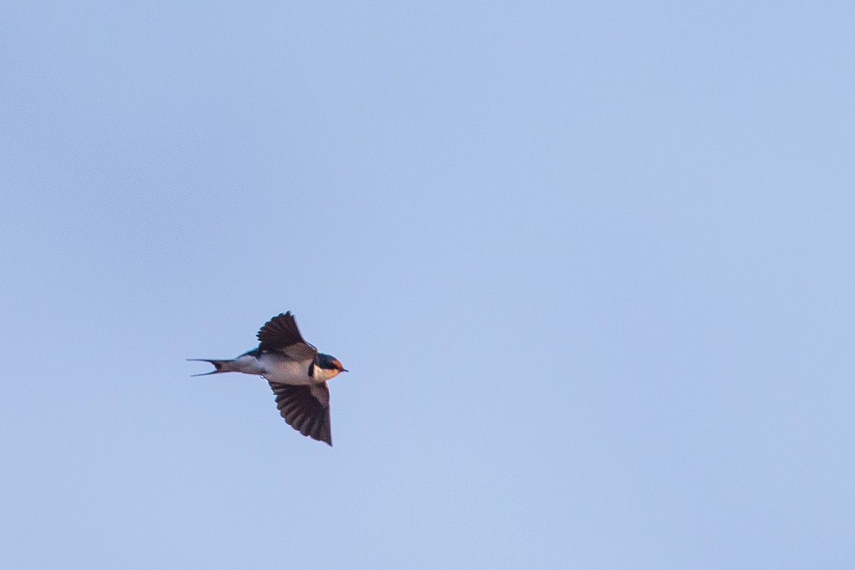 Ethiopian Swallow - ML615925215