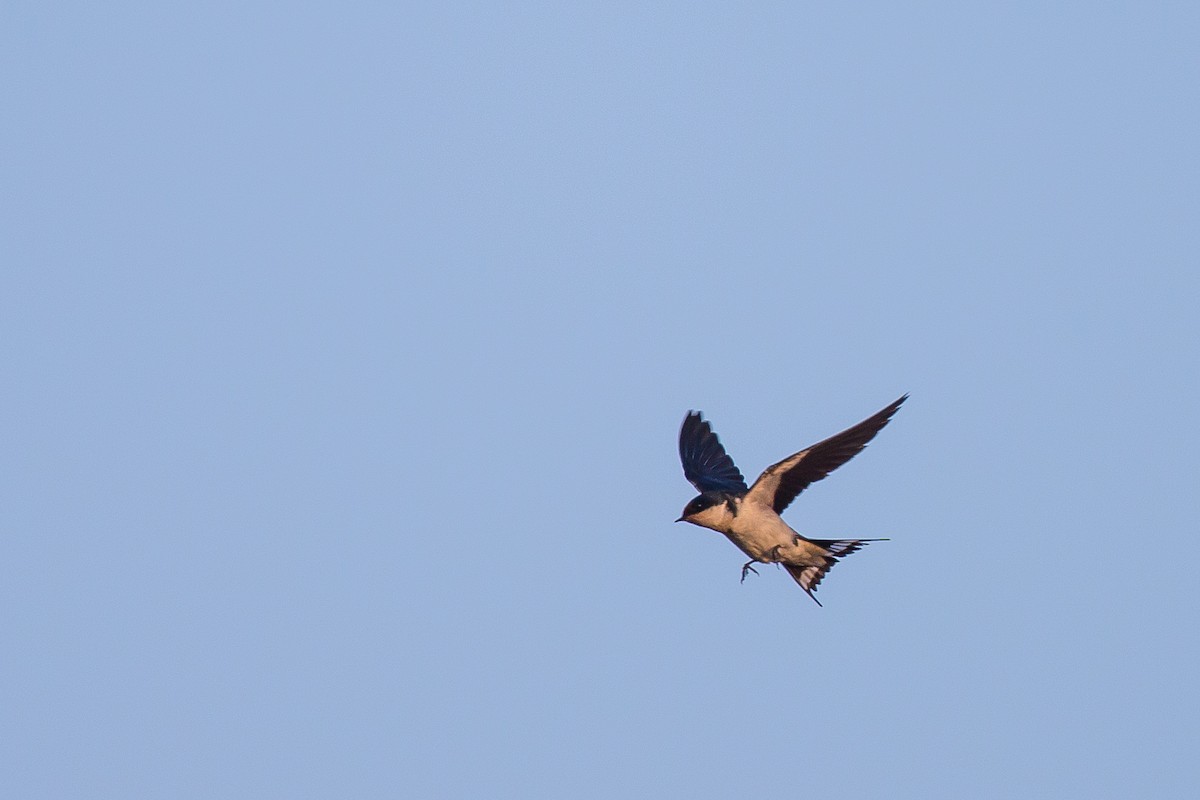 Ethiopian Swallow - ML615925216