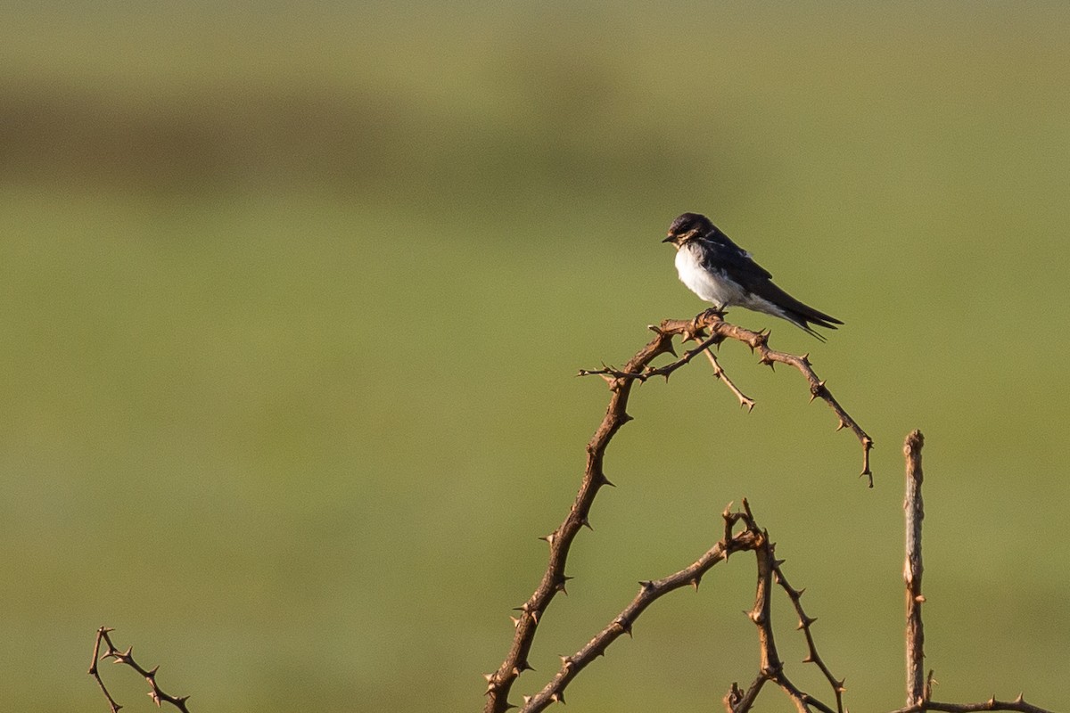 Ethiopian Swallow - ML615925220