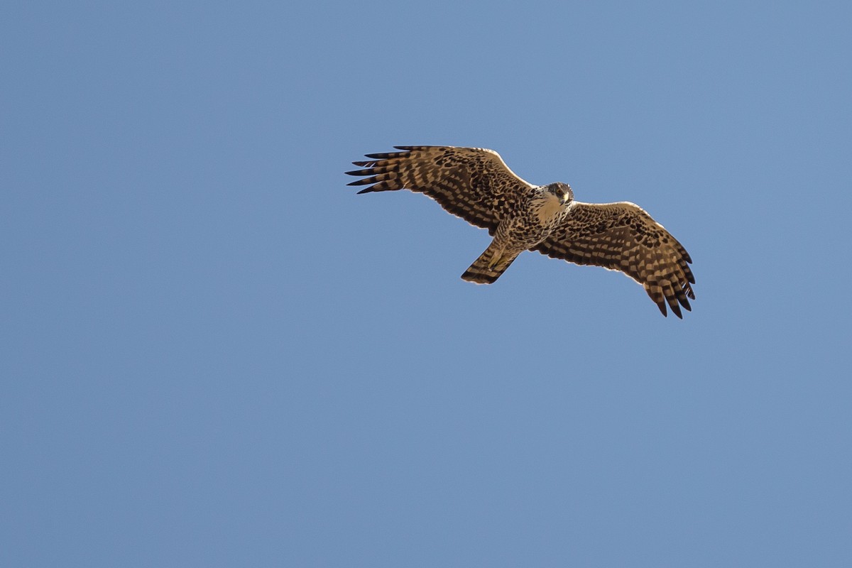 Ayres's Hawk-Eagle - ML615925224