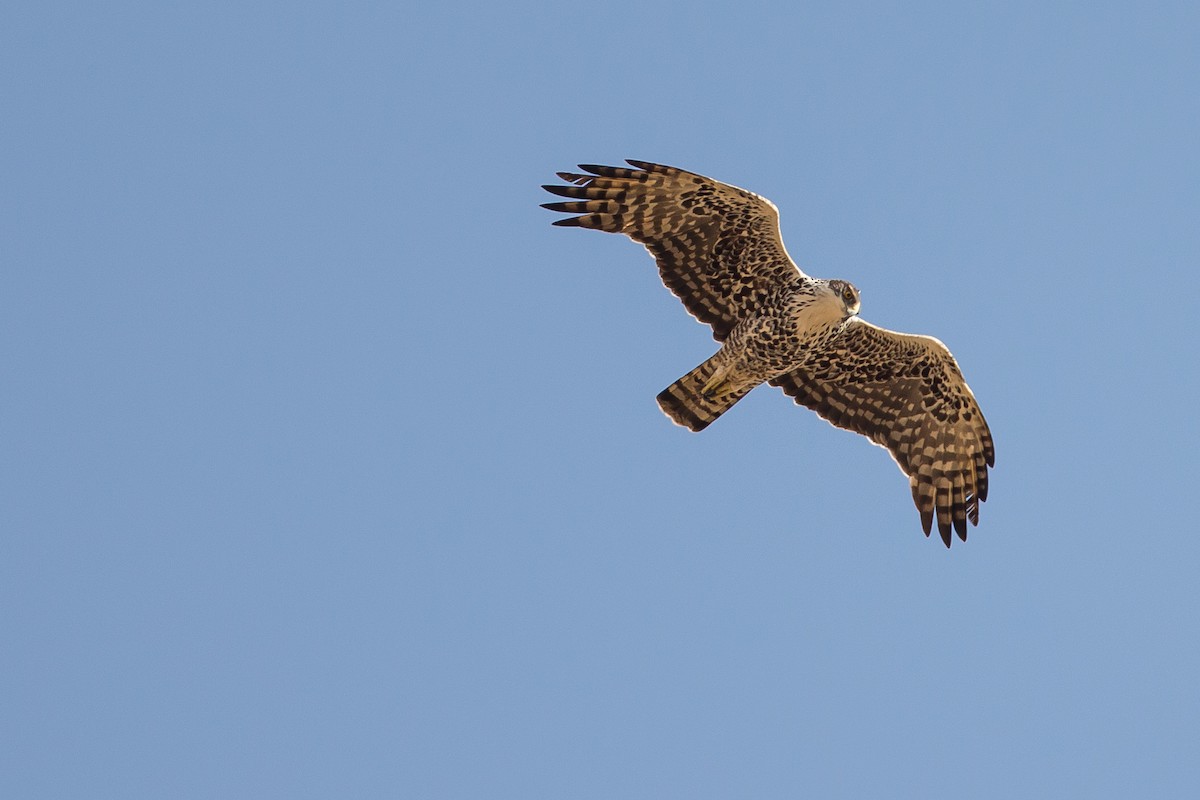 Ayres's Hawk-Eagle - ML615925236