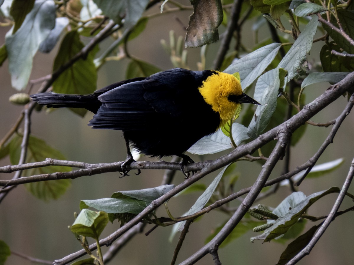 Yellow-hooded Blackbird - ML615925276
