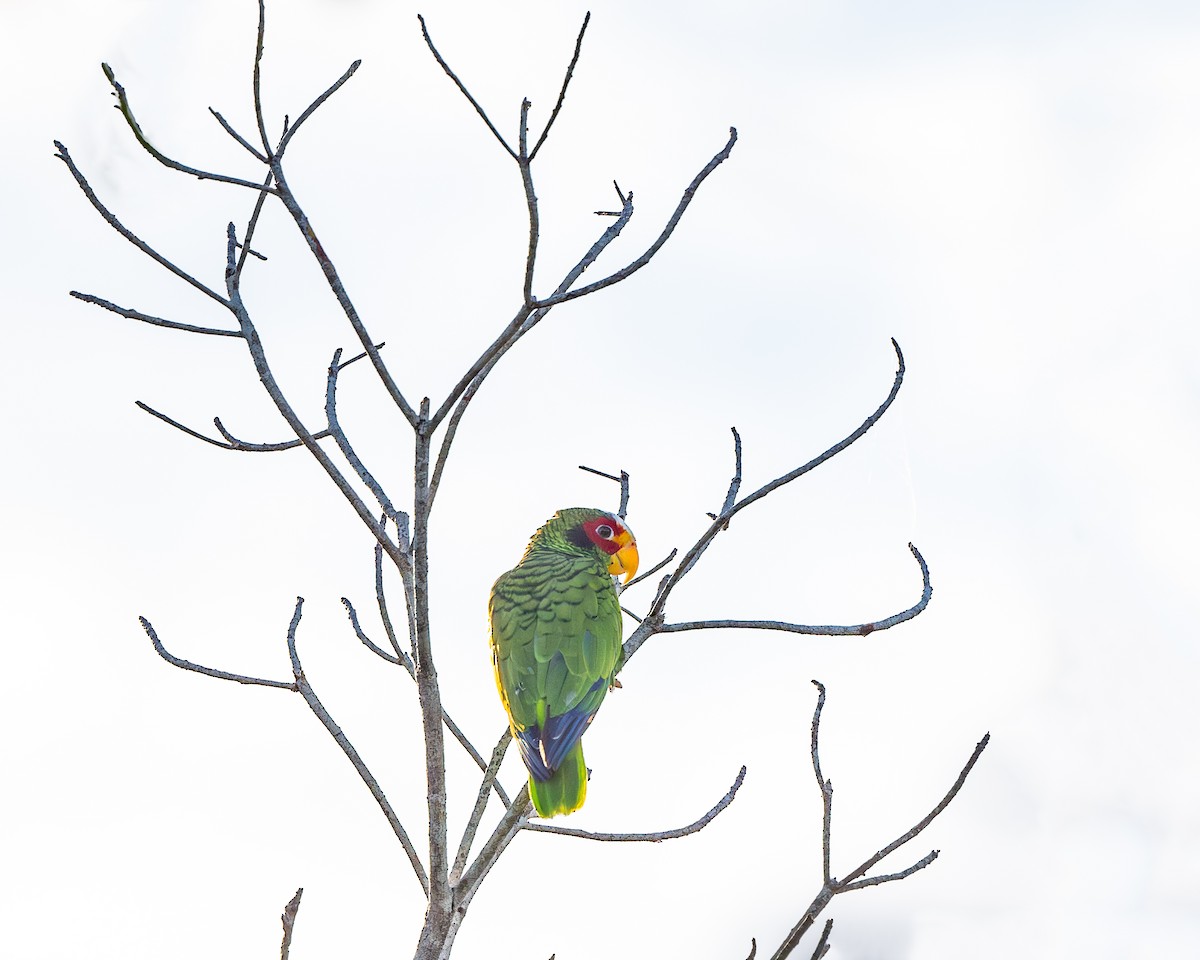 Yellow-lored Parrot - ML615925351
