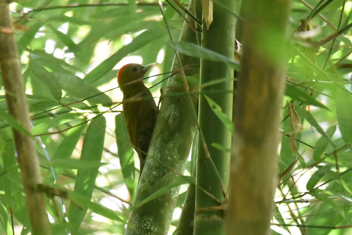 Bamboo Woodpecker - ML615925405