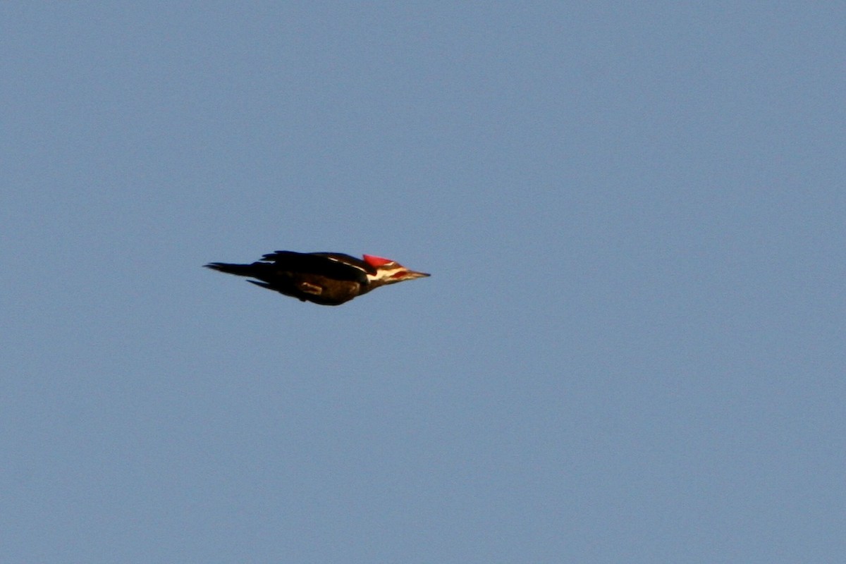Pileated Woodpecker - ML615925617